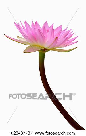 "Water Lily, Flower" View Large Photo Image Stock Photo - "Water Lily, Flower". Fotosearch