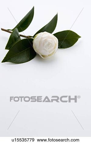 Stock Photo - Close-up of a camellia with green leaves. Fotosearch