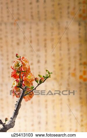 Stock Image - Close-up of flowers with calligraphy in background. Fotosearch