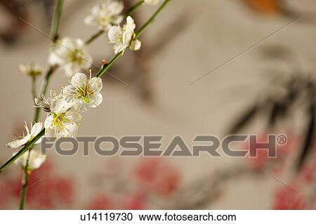 Stock Image - Close-up of peach blossom. Fotosearch
