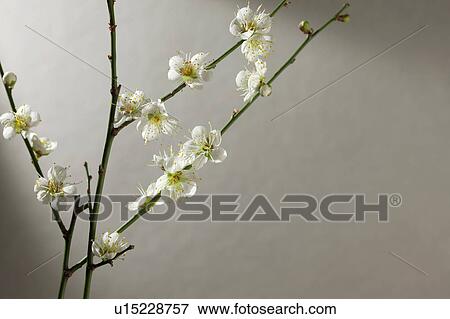 Close-up of peach blossom View Large Photo Image Stock Photo - Close-up of peach blossom. Fotosearch