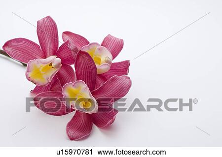 Stock Image - Close-up of red flowers. Fotosearch