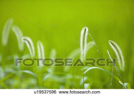 Stock Photograph - "Anhui Province, Grass, Green foxtail, Flower". Fotosearch