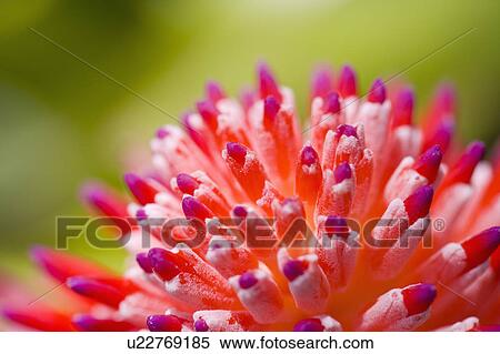 "Hainan Province, Sanya City, Flower" View Large Photo Image Stock Photography - "Hainan Province, Sanya City, Flower". Fotosearch