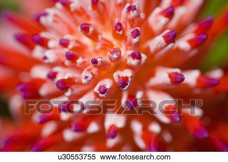 Stock Photography - "Hainan Province, Sanya City, Flower". Fotosearch