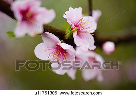 "Jiangsu province, Suzhou, Flower, Peach blossom" View Large Photo Image Stock Photography - "Jiangsu province, Suzhou, Flower, Peach blossom". Fotosearch