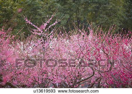 "Plum flower, Flower" View Large Photo Image Stock Image - "Plum flower, Flower". Fotosearch