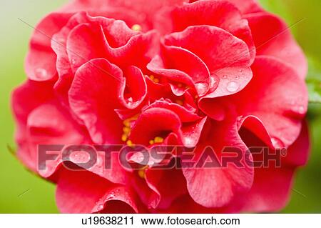 "Shanghai, Camellia, Flower" View Large Photo Image Stock Image - "Shanghai, Camellia, Flower". Fotosearch
