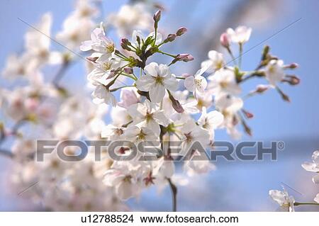 "Shanghai, Cherry Blossom, Flower" View Large Photo Image Picture - "Shanghai, Cherry Blossom, Flower". Fotosearch
