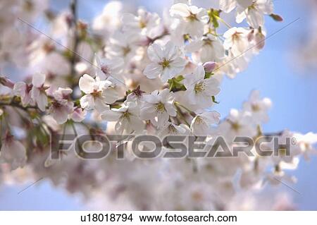 "Shanghai, Cherry Blossom, Flower" View Large Photo Image Picture - "Shanghai, Cherry Blossom, Flower". Fotosearch