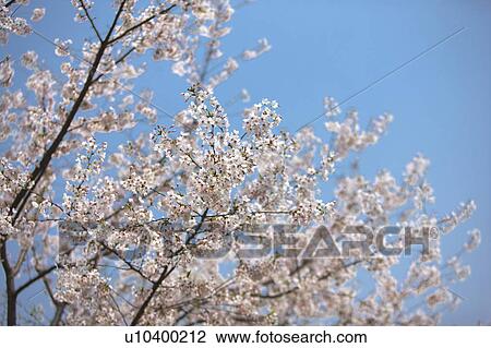 "Shanghai, Cherry Blossom, Flower" View Large Photo Image Stock Image - "Shanghai, Cherry Blossom, Flower". Fotosearch