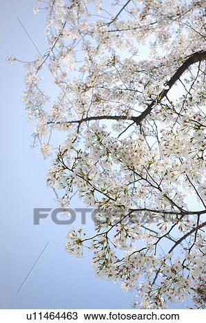 "Shanghai, Cherry Blossom, Flower" View Large Photo Image Stock Image - "Shanghai, Cherry Blossom, Flower". Fotosearch