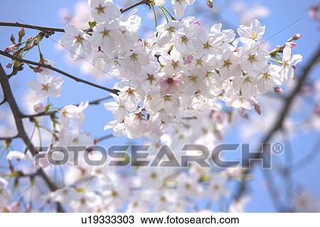 "Shanghai, Cherry Blossom, Flower" View Large Photo Image Stock Image - "Shanghai, Cherry Blossom, Flower". Fotosearch