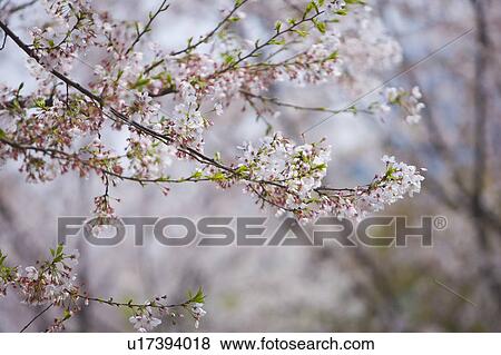 Stock Photo - "Shanghai, Cherry Blossom, Flower". Fotosearch