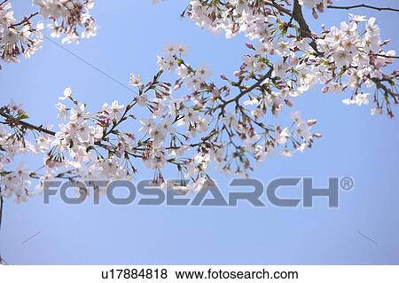 "Shanghai, Cherry Blossom, Flower" View Large Photo Image Stock Photo - "Shanghai, Cherry Blossom, Flower". Fotosearch