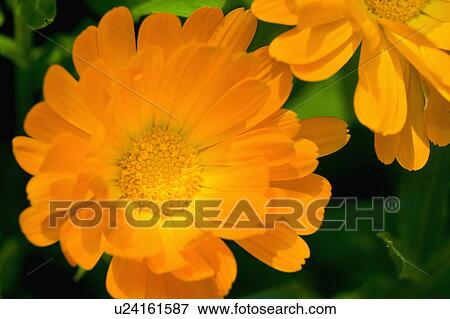 "Shanghai, Chrysanthemum, Flower" View Large Photo Image Stock Photo - "Shanghai, Chrysanthemum, Flower". Fotosearch
