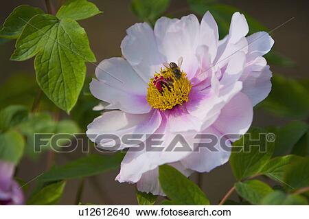 Stock Image - "Shanghai, Dahlia, Flower". Fotosearch