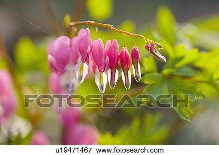Stock Photo - "Shanghai, Flower, Bleeding Heart". Fotosearch