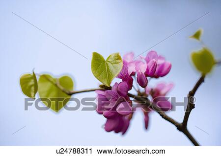 Stock Image - "Shanghai, Flower, China Redbud". Fotosearch
