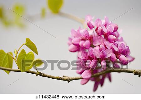 "Shanghai, Flower, China Redbud" View Large Photo Image Stock Photo - "Shanghai, Flower, China Redbud". Fotosearch