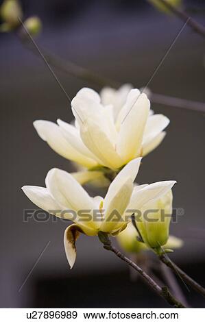 "Shanghai, Flower, Magnolia" View Large Photo Image Stock Photo - "Shanghai, Flower, Magnolia". Fotosearch