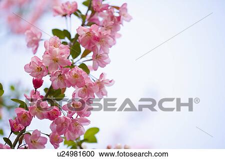 Stock Image - "Shanghai, Flower, Peach blossom". Fotosearch