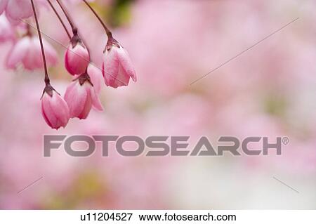 "Shanghai, Flower, Peach Blossom" View Large Photo Image Stock Photo - "Shanghai, Flower, Peach Blossom". Fotosearch