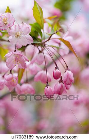 Stock Photo - "Shanghai, Flower, Peach blossom". Fotosearch