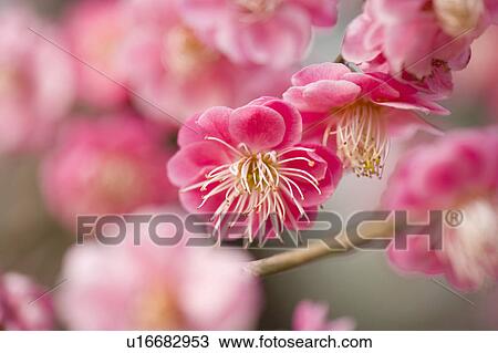 "Shanghai, Flower, Plum flower" View Large Photo Image Stock Image - "Shanghai, Flower, Plum flower". Fotosearch