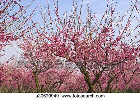 Stock Photo - "Shanghai, Flower, Plum flower". Fotosearch