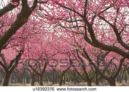 "Shanghai, Flower, Plum flower" View Large Photo Image Stock Photograph - "Shanghai, Flower, Plum flower". Fotosearch