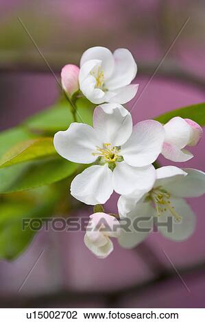 "Shanghai, Flower" View Large Photo Image Stock Image - "Shanghai, Flower". Fotosearch