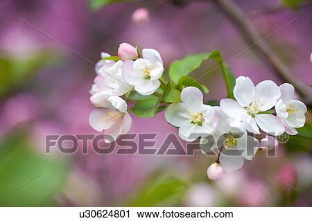 Stock Image - "Shanghai, Flower". Fotosearch