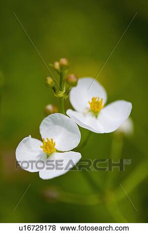 "Shanghai, Flower" View Large Photo Image Stock Photo - "Shanghai, Flower". Fotosearch