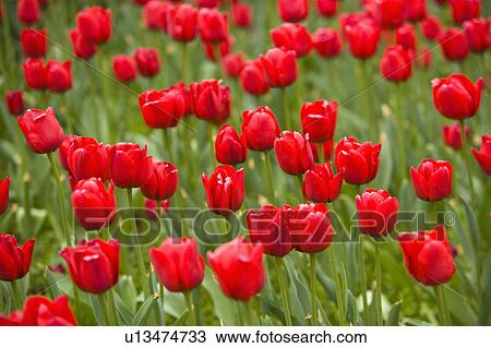 Stock Image - "Shanghai, Flower, Tulip". Fotosearch