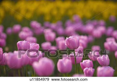 Stock Photo - "Shanghai, Flower, Tulip". Fotosearch