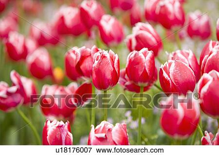 Stock Photo - "Shanghai, Flower, Tulip". Fotosearch