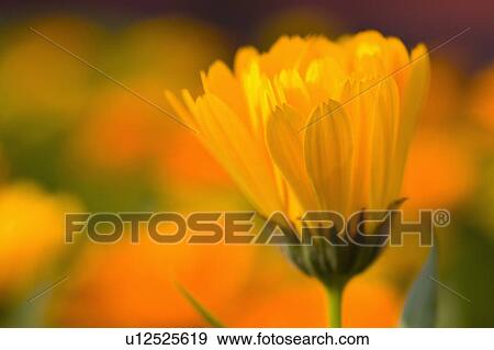 "Shanghai, Gerbera Daisy, Flower" View Large Photo Image Stock Photo - "Shanghai, Gerbera Daisy, Flower". Fotosearch
