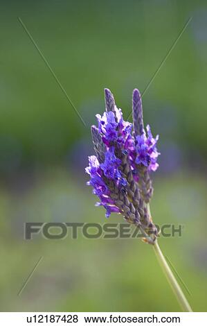Stock Photo - "Shanghai, Lavender, Flower". Fotosearch