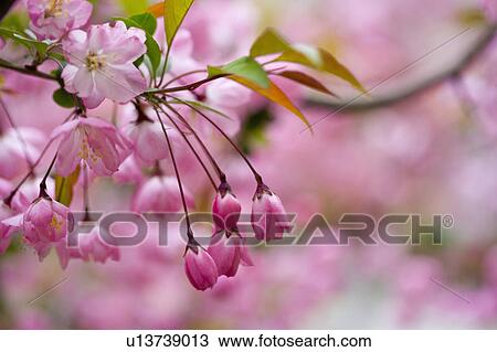 "Shanghai, Peach blossom, Flower" View Large Photo Image Stock Image - "Shanghai, Peach blossom, Flower". Fotosearch