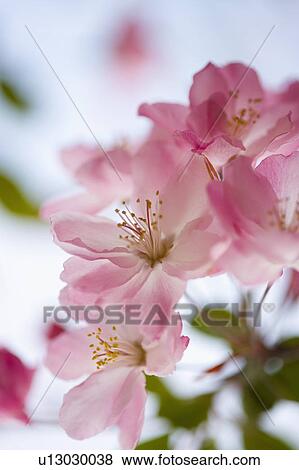 Stock Photo - "Shanghai, Peach blossom, Flower". Fotosearch