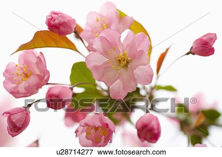 Stock Photo - "Shanghai, Peach blossom, Flower". Fotosearch
