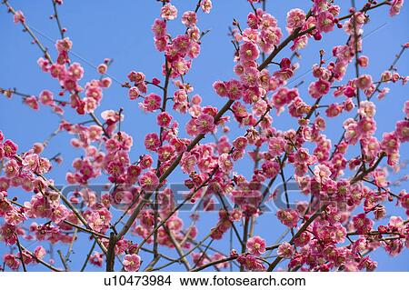 "Shanghai, Plum flower, Flower" View Large Photo Image Picture - "Shanghai, Plum flower, Flower". Fotosearch