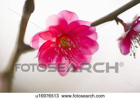 "Shanghai, Plum flower, Flower" View Large Photo Image Stock Image - "Shanghai, Plum flower, Flower". Fotosearch