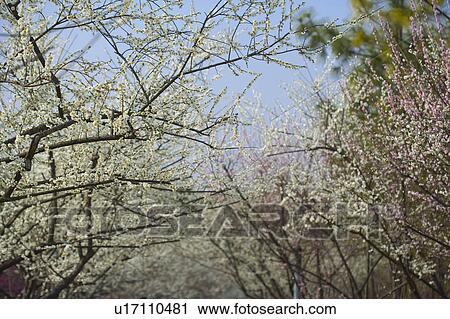 Stock Image - "Shanghai, Plum flower, Flower". Fotosearch