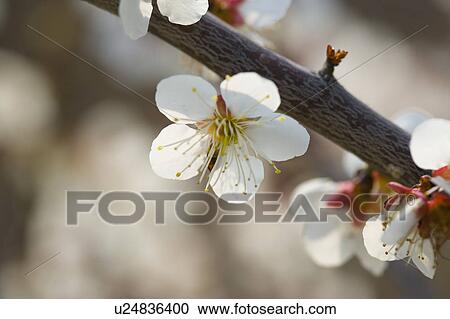 "Shanghai, Plum flower, Flower" View Large Photo Image Stock Image - "Shanghai, Plum flower, Flower". Fotosearch