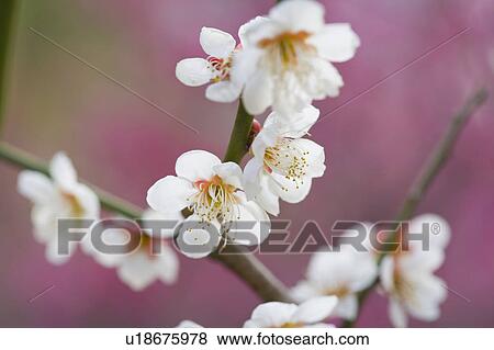"Shanghai, Plum flower, Flower" View Large Photo Image Stock Photo - "Shanghai, Plum flower, Flower". Fotosearch
