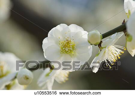 "Shanghai, Plum flower, Flower" View Large Photo Image Stock Photograph - "Shanghai, Plum flower, Flower". Fotosearch
