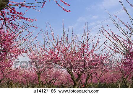 Stock Photograph - "Shanghai, Plum flower, Flower". Fotosearch