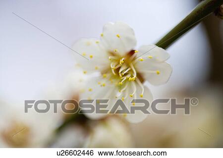 Stock Photograph - "Shanghai, Plum flower, Flower". Fotosearch